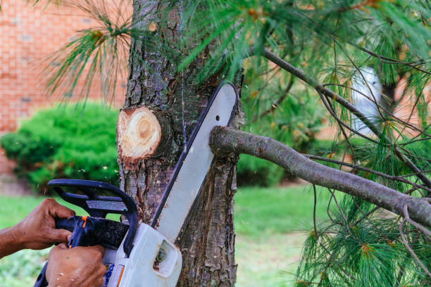 Best Professional Tree Care  in Port Byron, IL